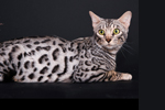 bengal kittens for sale